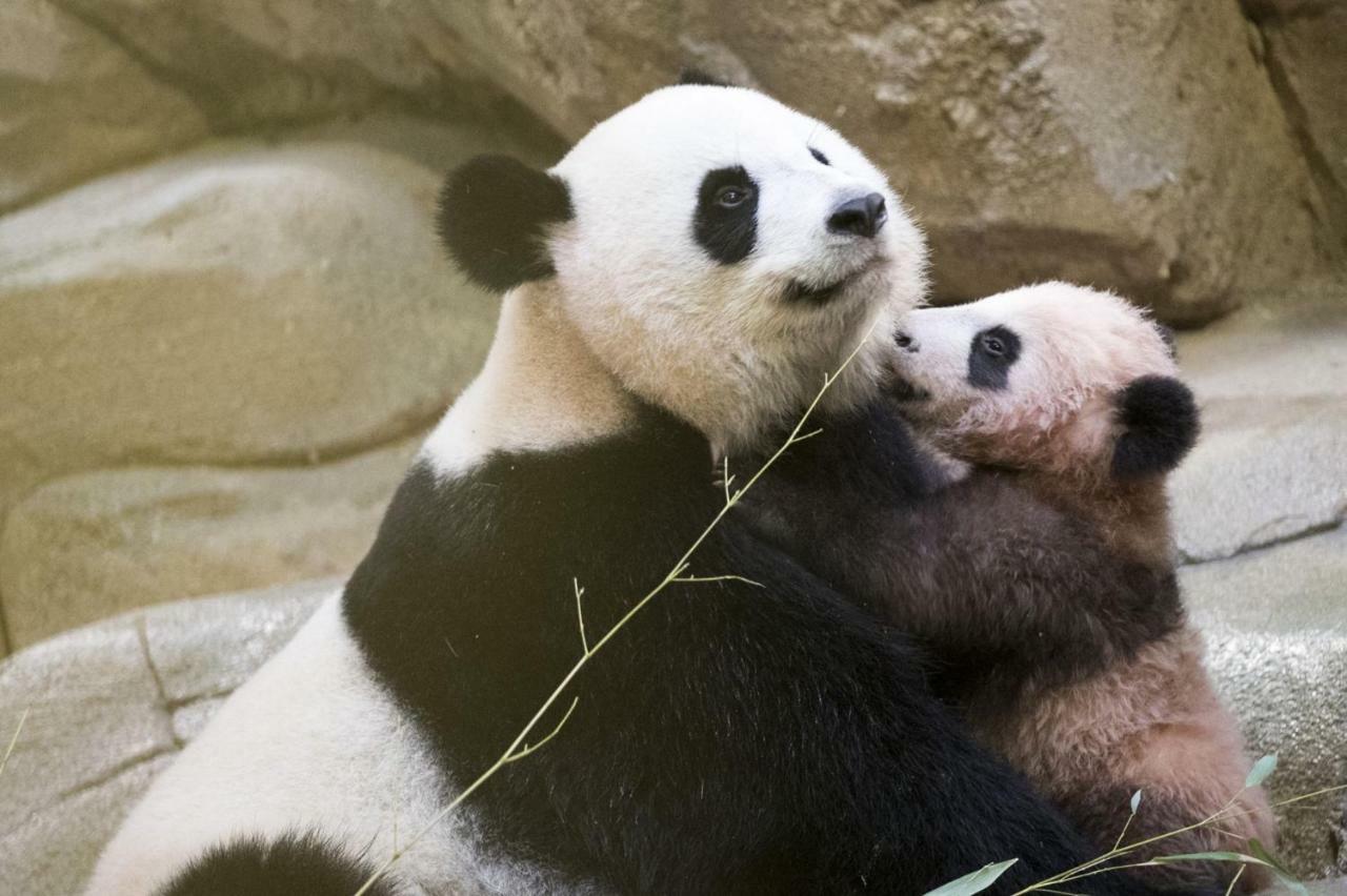 Les Gites De L'Argenterie A 15Km Du Zoo De Beauval Classes 4 Etoiles Fontguenand Dış mekan fotoğraf